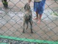 Matriz - Fila Brasileiro Tigrado - Canil Singular - Leona